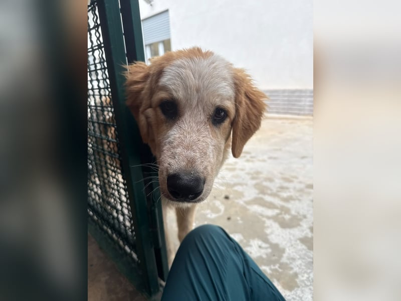 Nikki: „Ich werde mal ein groß(artig)er Familienhund"