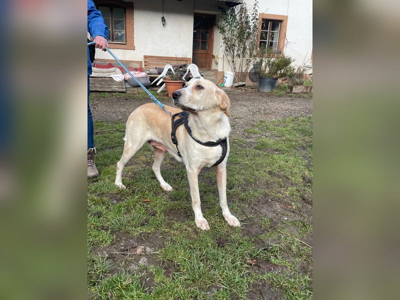 Aurelia – gerettet,aber noch nicht Zuhause