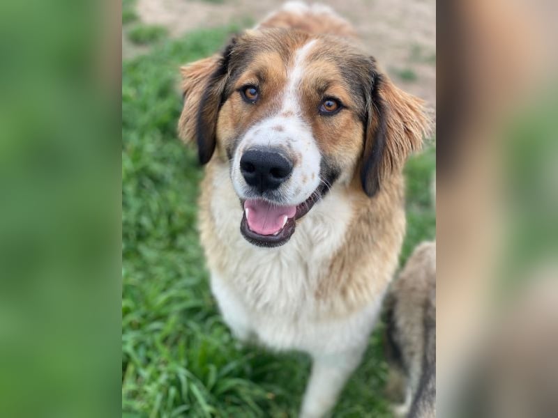 Barkley, geb. ca. 10/2024, lebt in GRIECHENLAND, auf einer privaten Pflegestelle