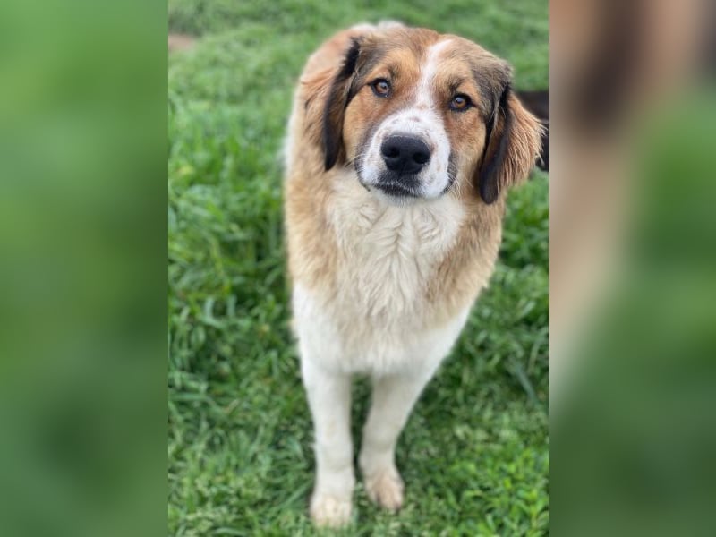Barkley, geb. ca. 10/2024, lebt in GRIECHENLAND, auf einer privaten Pflegestelle