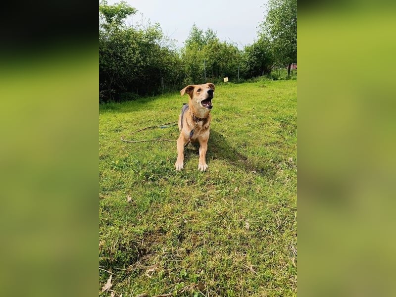 Lemmy - temperamentvoller Kerl sucht Menschen mit Gefühl