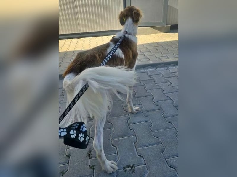 COSMO ein bezaubernder Bub