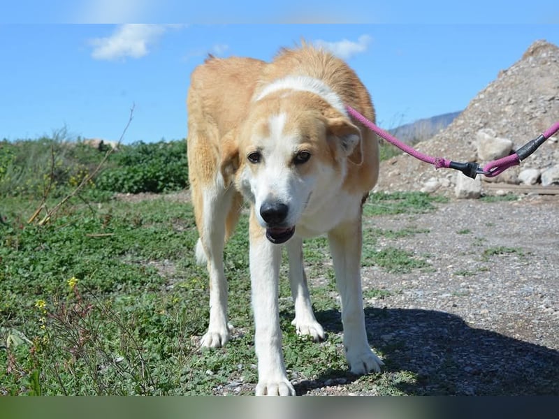 Churi, liebevolle, verschmuste grosse feine Lady