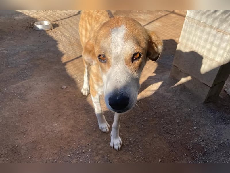 Churi, liebevolle, verschmuste grosse feine Lady