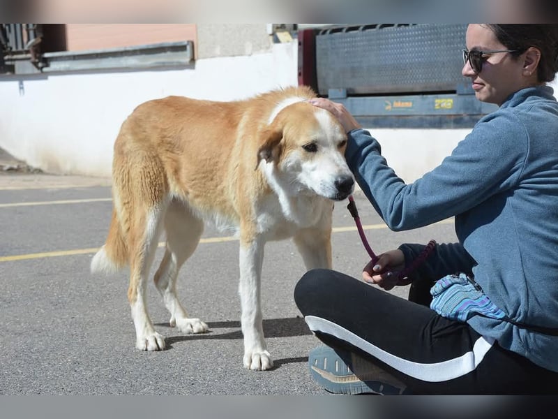 Churi, liebevolle, verschmuste grosse feine Lady