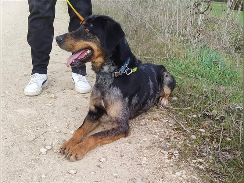 Stitch, grosses Riesenbaby mit Potential für viiiiiieeel mehr