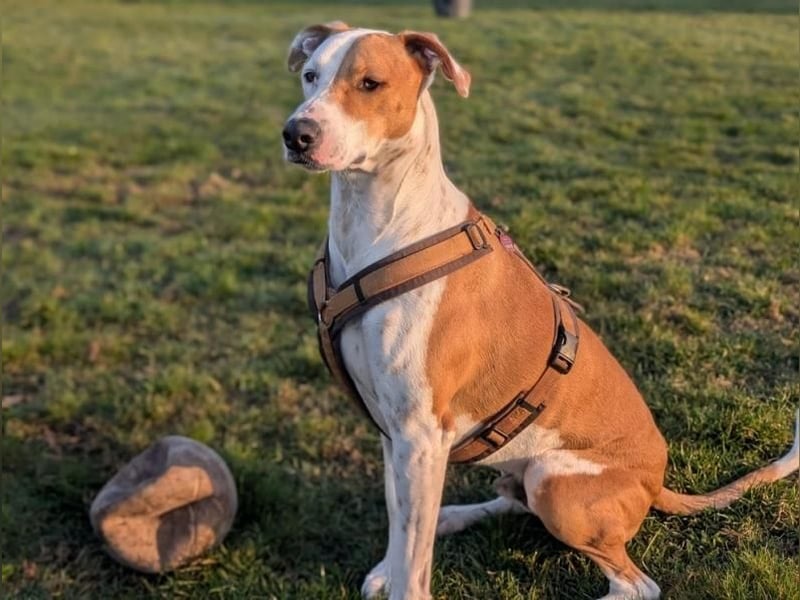 KIWI der wunderschöne Rüde