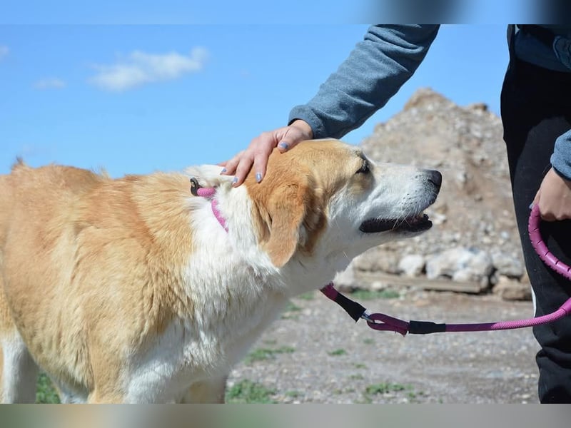 Churi, liebevolle, verschmuste grosse feine Lady
