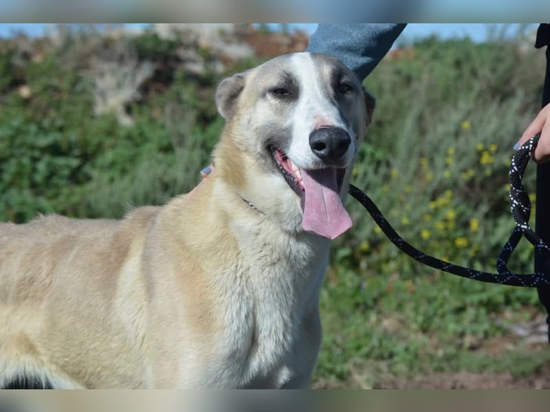 Josemi, verspielt, sportlich,höflich und verschmust