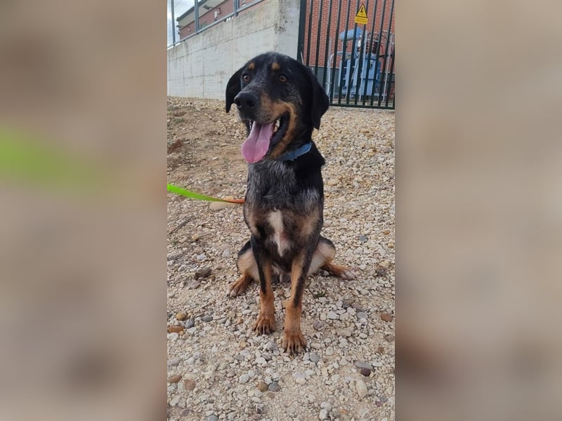 Stitch, grosses Riesenbaby mit Potential für viiiiiieeel mehr