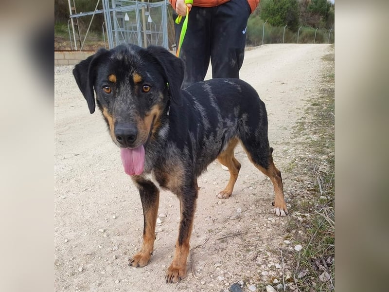 Stitch, grosses Riesenbaby mit Potential für viiiiiieeel mehr