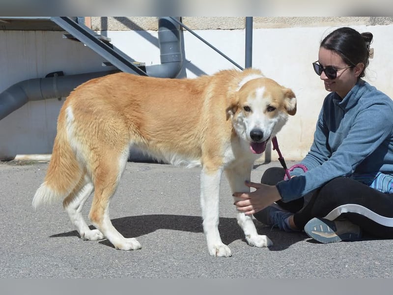 Churi, liebevolle, verschmuste grosse feine Lady