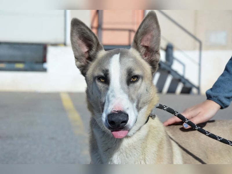 Josemi, verspielt, sportlich,höflich und verschmust