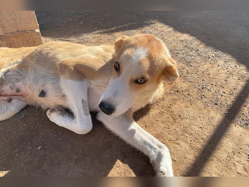 Churi, liebevolle, verschmuste grosse feine Lady