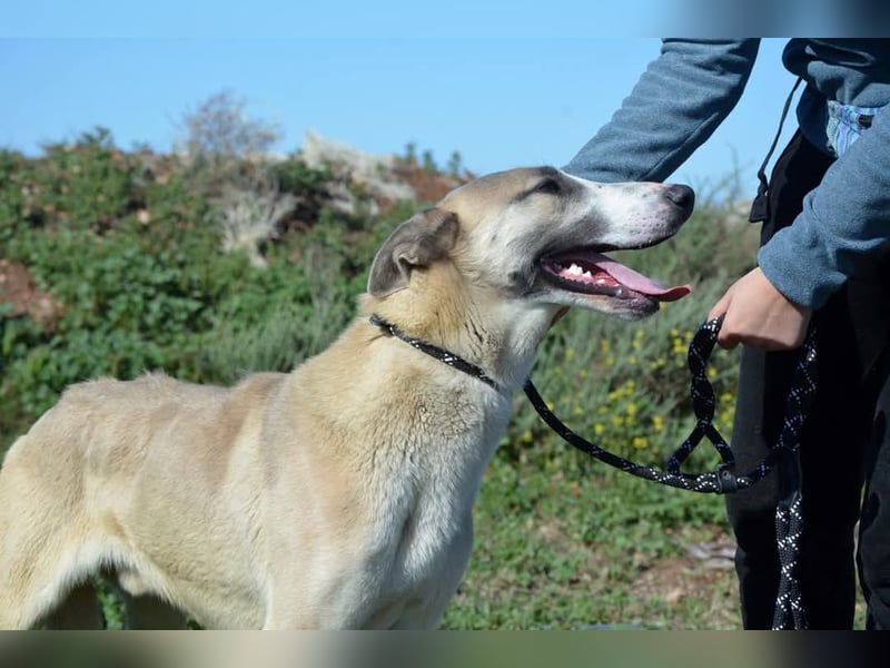 Josemi, verspielt, sportlich,höflich und verschmust