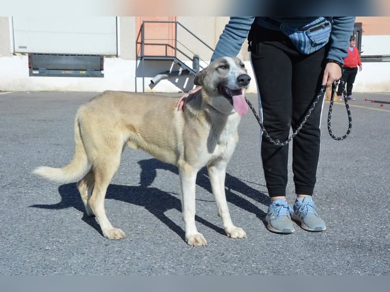 Josemi, verspielt, sportlich,höflich und verschmust