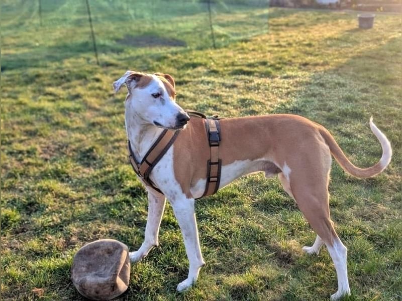 KIWI der wunderschöne Rüde