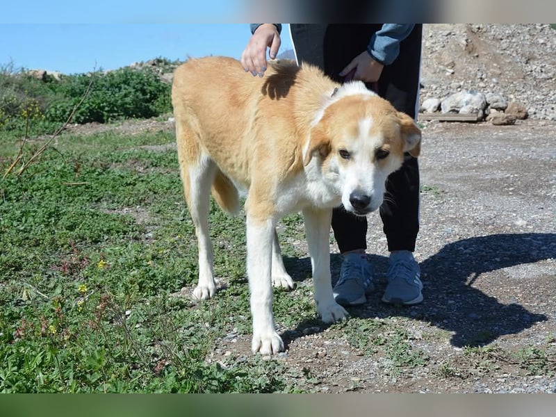 Churi, liebevolle, verschmuste grosse feine Lady