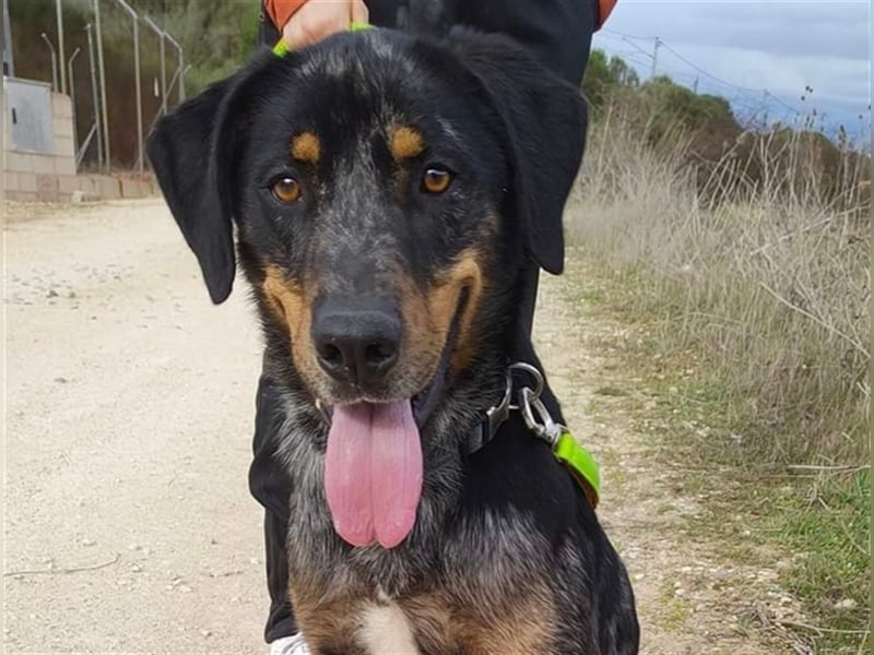 Stitch, grosses Riesenbaby mit Potential für viiiiiieeel mehr