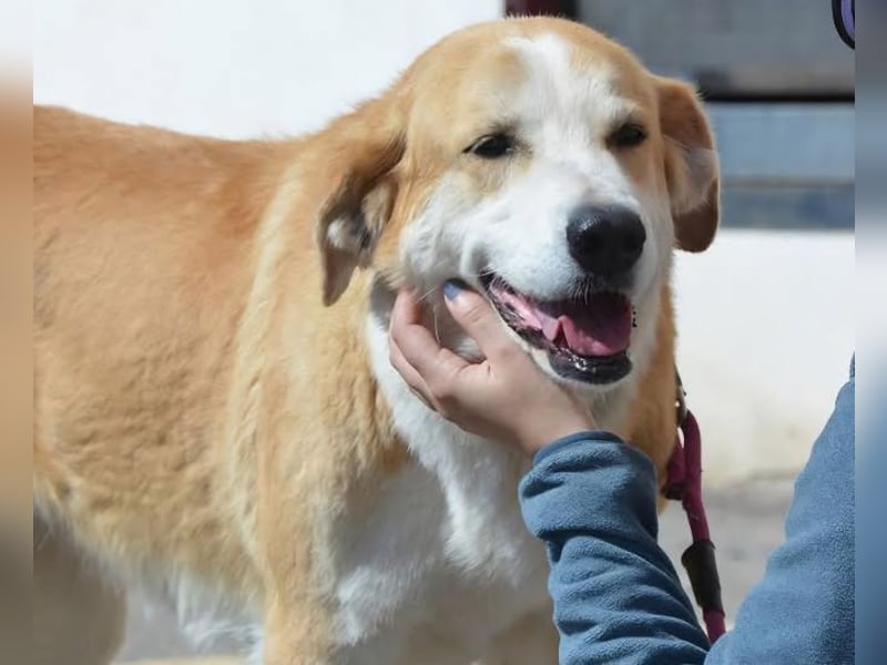 Churi, liebevolle, verschmuste grosse feine Lady