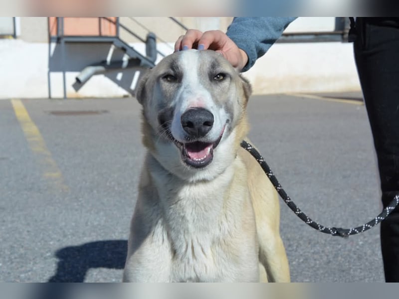 Josemi, verspielt, sportlich,höflich und verschmust