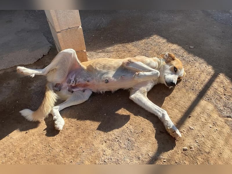 Churi, liebevolle, verschmuste grosse feine Lady