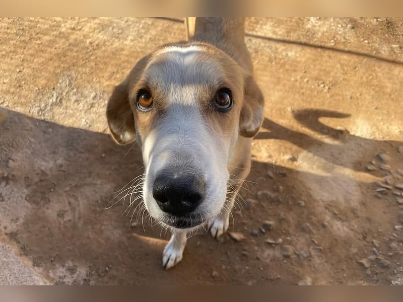 Churi, liebevolle, verschmuste grosse feine Lady