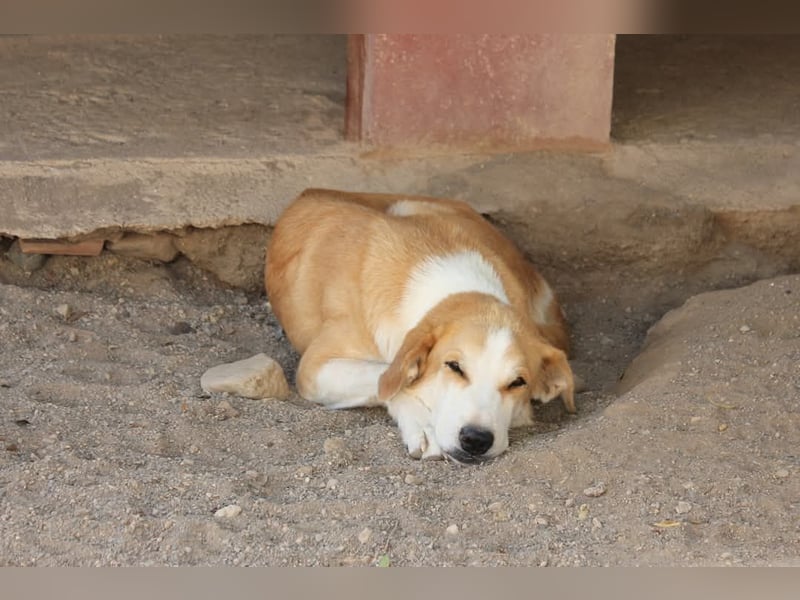 Churi, liebevolle, verschmuste grosse feine Lady