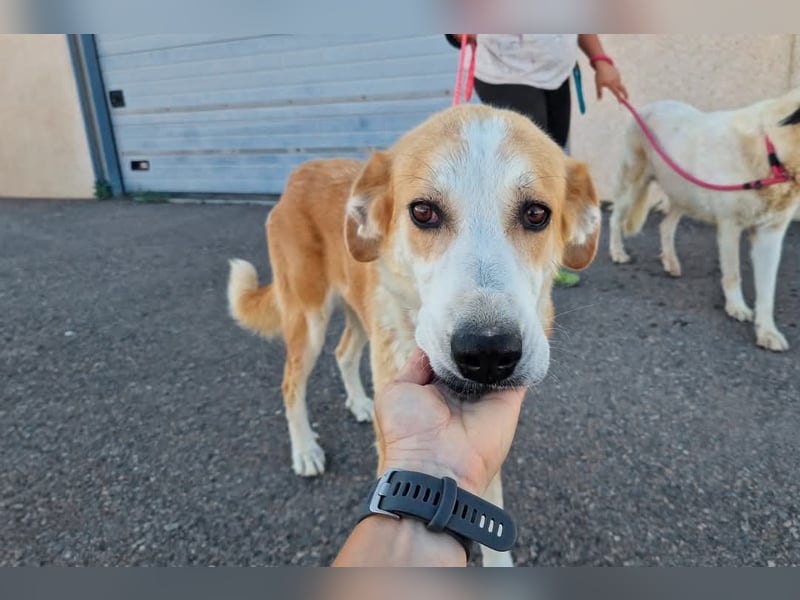 Churi, liebevolle, verschmuste grosse feine Lady