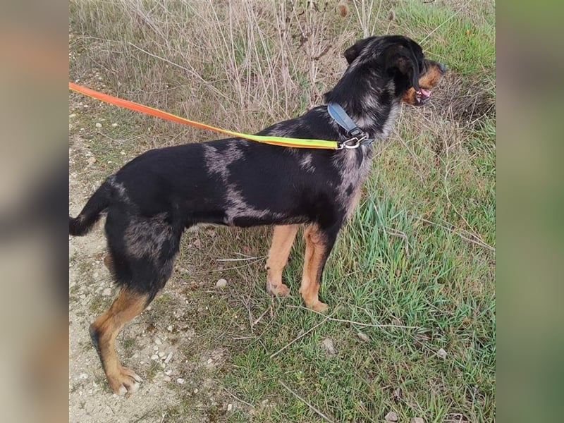 Stitch, grosses Riesenbaby mit Potential für viiiiiieeel mehr