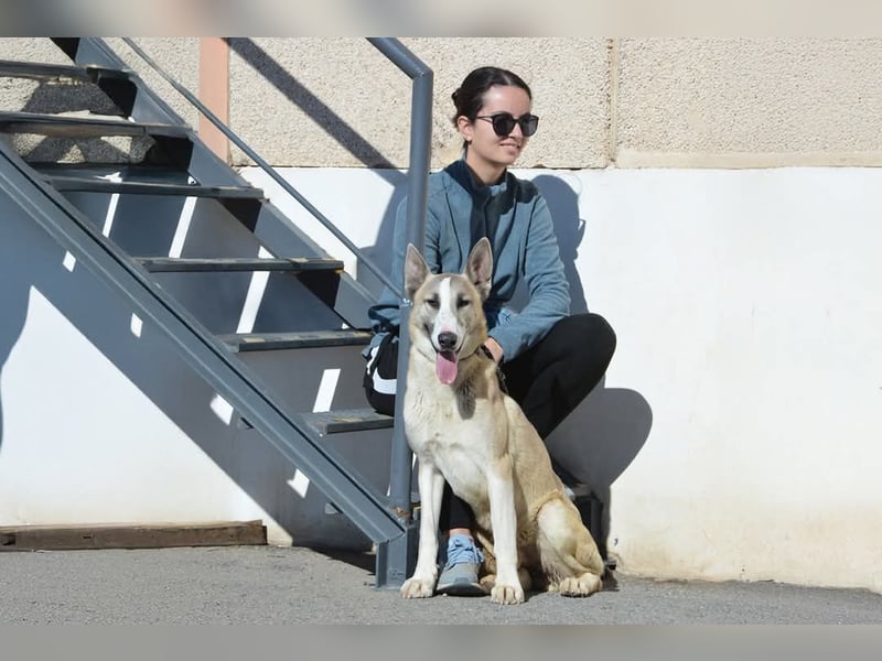 Josemi, verspielt, sportlich,höflich und verschmust