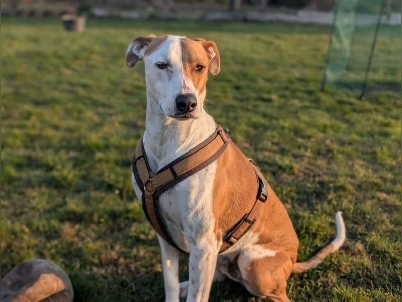 KIWI der wunderschöne Rüde