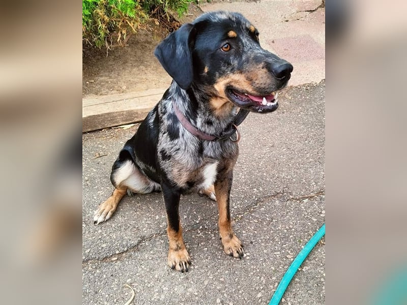 Stitch, grosses Riesenbaby mit Potential für viiiiiieeel mehr