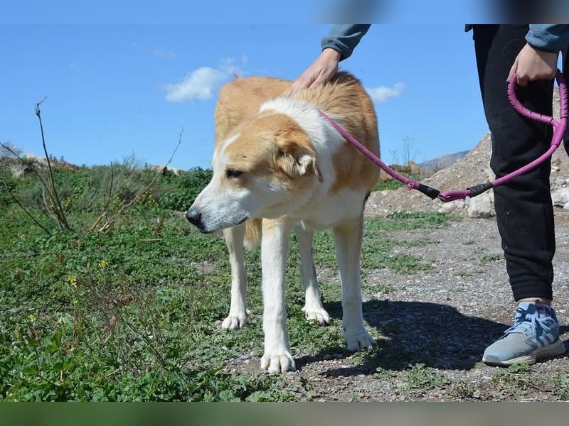 Churi, liebevolle, verschmuste grosse feine Lady