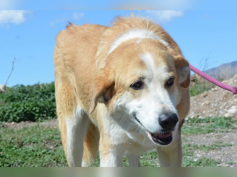 Churi, liebevolle, verschmuste grosse feine Lady