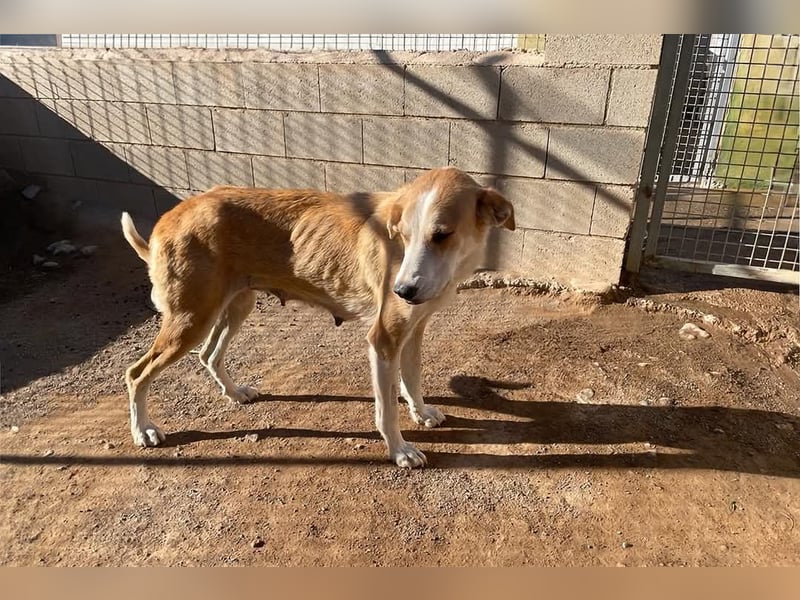 Churi, liebevolle, verschmuste grosse feine Lady