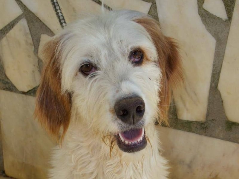 GUSTAV sucht seine Lieblingsmenschen