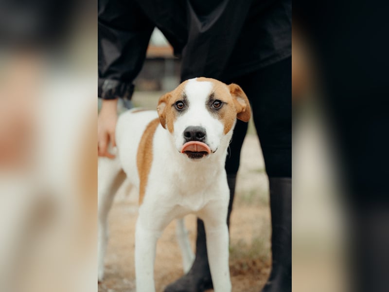BUD sucht seine Lieblingsmenschen