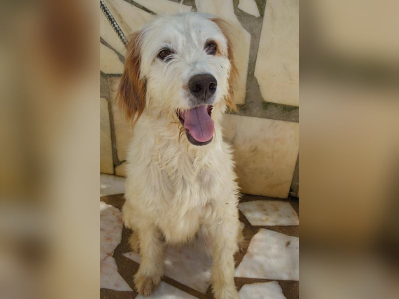 GUSTAV sucht seine Lieblingsmenschen