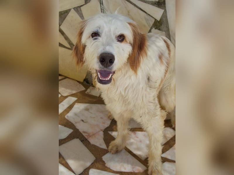 GUSTAV sucht seine Lieblingsmenschen