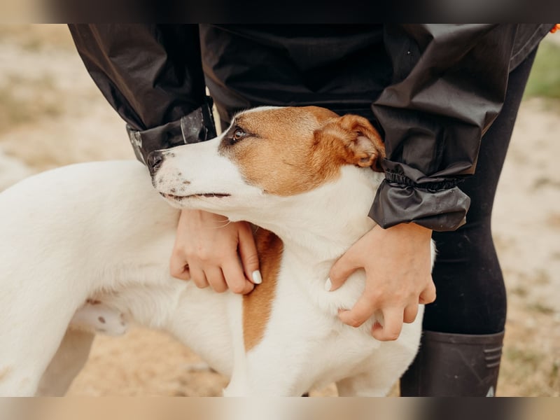 BUD sucht seine Lieblingsmenschen