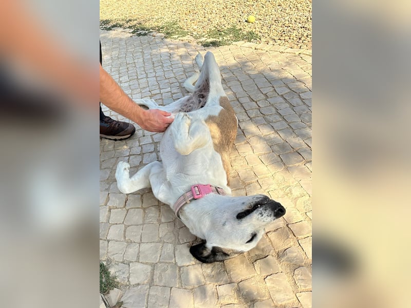 SOFIE - großes Herz auf 4 Pfoten