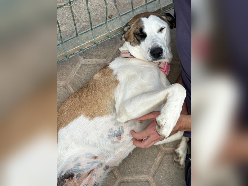 SOFIE - großes Herz auf 4 Pfoten