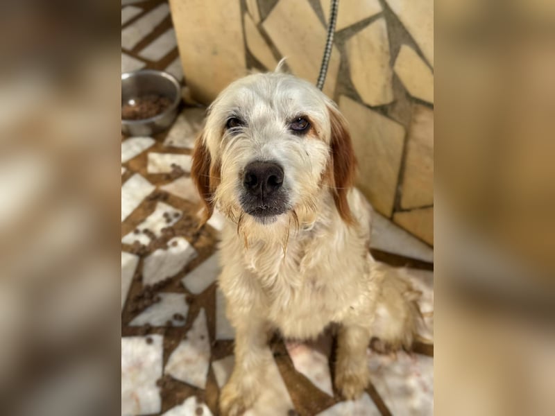 GUSTAV sucht seine Lieblingsmenschen