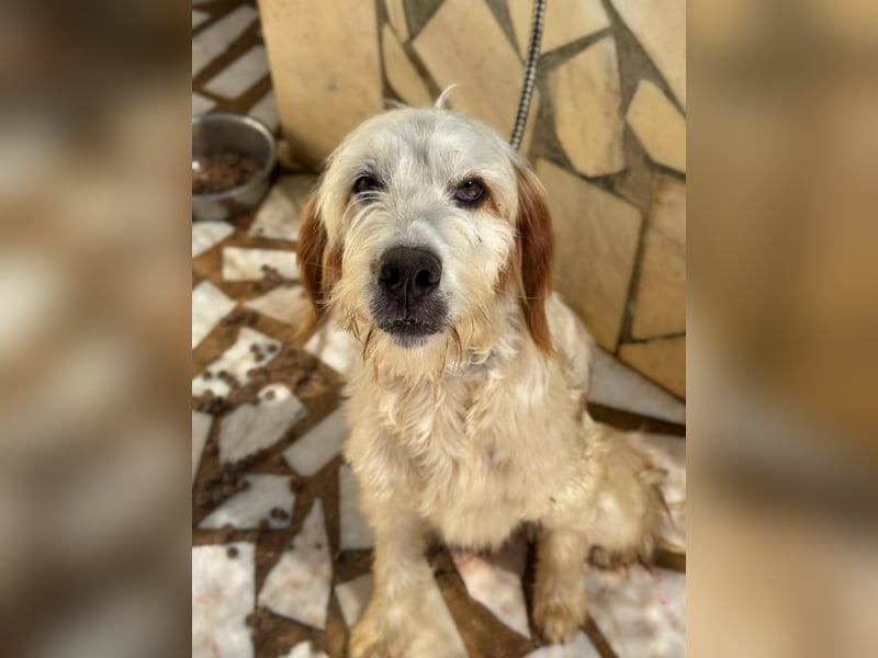 GUSTAV sucht seine Lieblingsmenschen