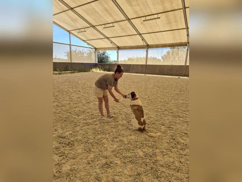 SOFIE - großes Herz auf 4 Pfoten