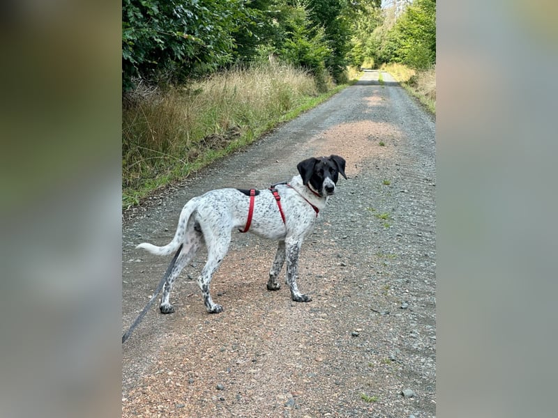 Balu, ich brauche DRINGEND neues Zuhause bei hundeerfahrenen Menschen