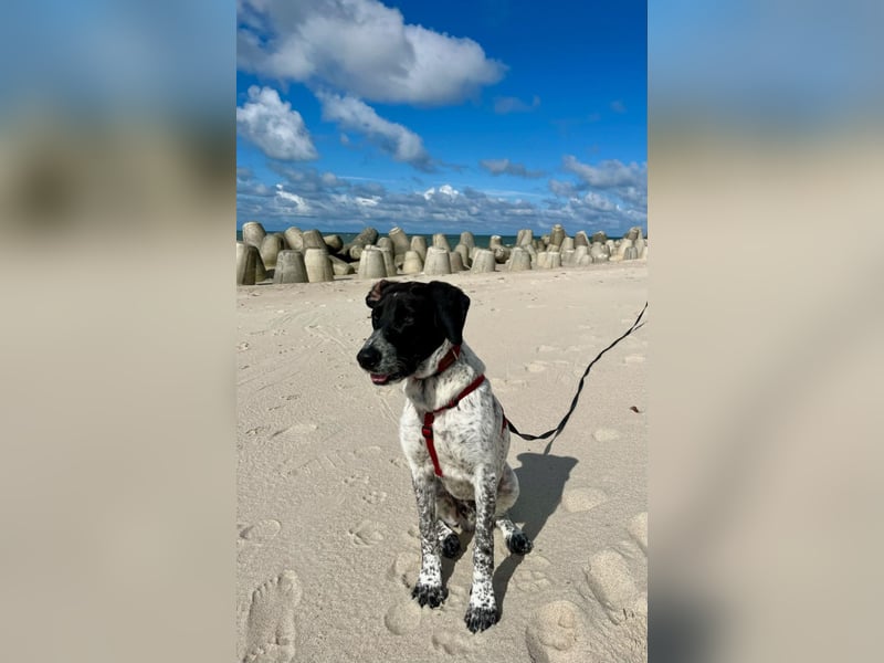 Balu, ich brauche DRINGEND neues Zuhause bei hundeerfahrenen Menschen