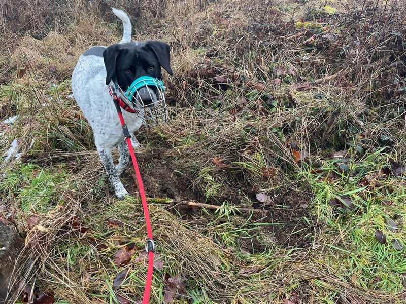 Balu, ich brauche DRINGEND neues Zuhause bei hundeerfahrenen Menschen