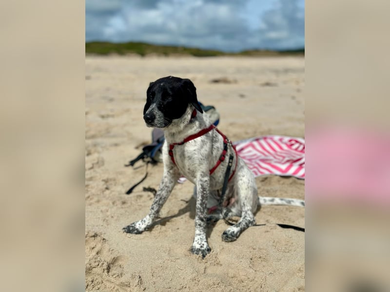 Balu, ich brauche DRINGEND neues Zuhause bei hundeerfahrenen Menschen